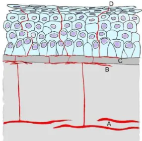 Figure  6  :  Représentation  schématique  de  l’innervation  de  la  cornée du cheval (coupe transversale)  