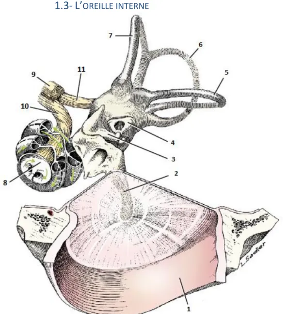 Figure 22 : Vue schématique de la membrane tympanique, des osselets de l'oreille moyenne  et l'oreille interne [11]  