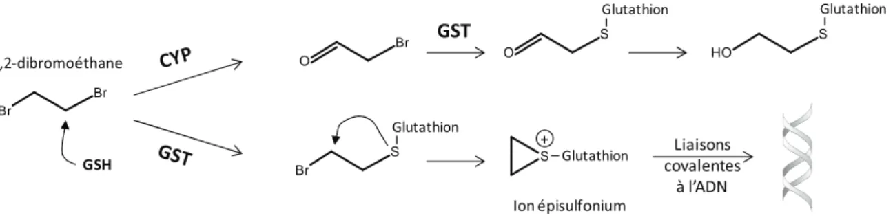 Figure 26.  Voies de bioactivation du 1,2-dibromoéthane par les CYP et la GST  D’après (Boelsterli 2003; Guengerich 2003)