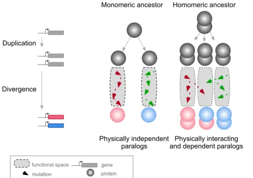 Figure 1: Mutations in paralogous proteins originating from an ancestral homomer are likely to have pleiotropic effects on each other’s function due to their physical association.