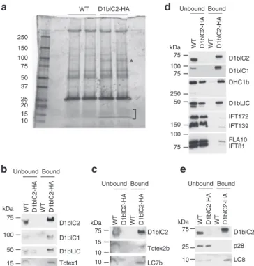 Figure 5 | Tctex2b and Tctex1 are in an IFT dynein intermediate chain/light-chain subcomplex with D1bIC2 and D1bIC1
