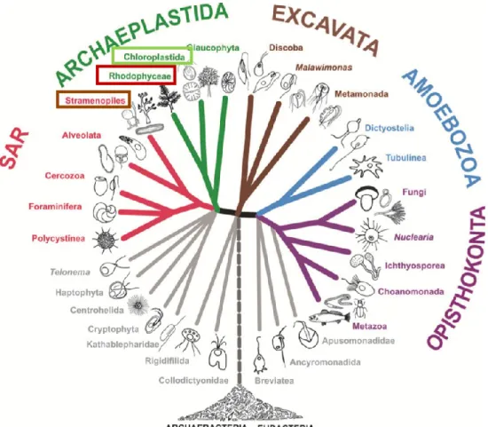 Figure  2.1  :  Aperçu  schématique  de  la  phylogénie  des  Eucaryotes  et  mise  en  évidence  des  lignées  contenant les algues vertes, rouges et brunes (tiré de : Adl et al., 2012, p