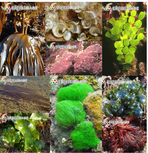 Figure 2.2 : Diversité morphologique des algues, quelques exemples.