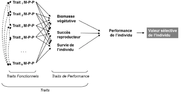 Figure 2.3 : Schéma de l'approche fonctionnelle hiérarchique (tiré de Violle et al., 2007, p