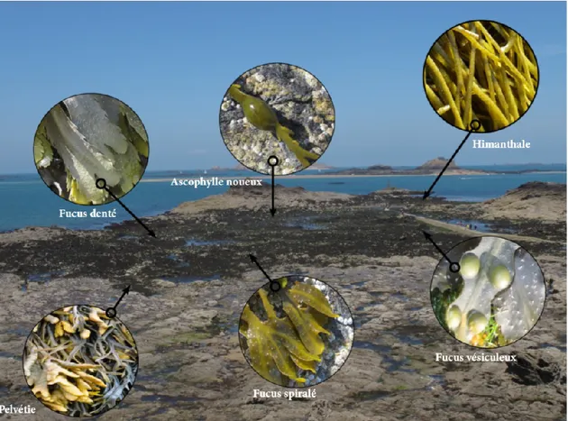 Figure 4.1 : Fiche d'aide à l'identification des algues brunes du programme BioLit (tiré de : BioLit, s