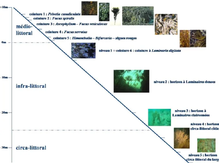 Figure  4.3  : Exemple d'étagement  d'habitats et biocénoses associés  sur le littoral  breton (tiré de : Ar  Gal et al., 2010, p
