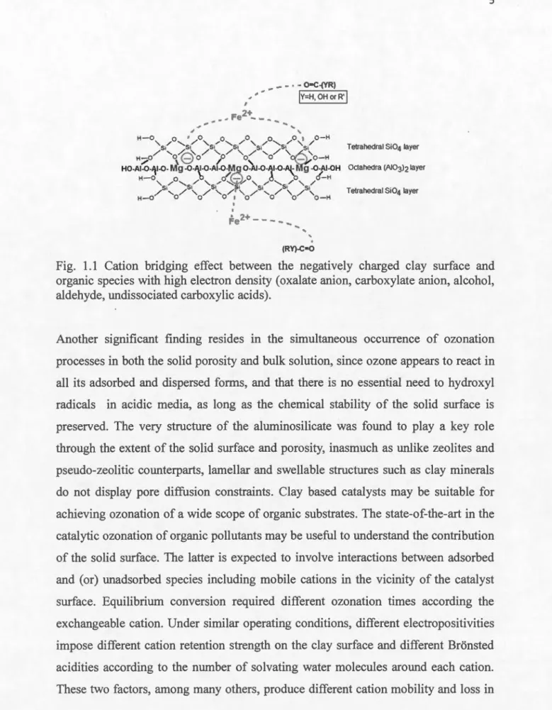 Fig.  1.1  Cation  bridging  effect  between  the  negatively  charged  clay  surface  and  organic species with high electron density  (oxalate anion, carboxylate  anion, alcohol ,  aldehyde, undissociated carboxylic acids)