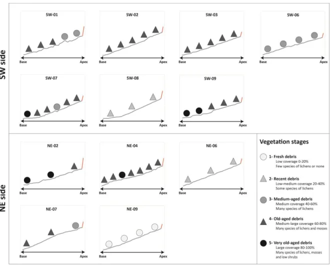 Figure 6: Vegetation stages along the talus slopes. 