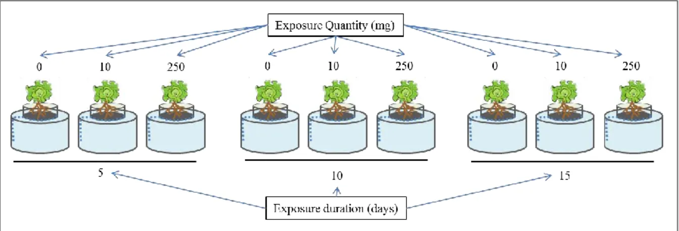 Figure  6 Experimental design of foliar exposure of lettuce and cabbage with Pb  and Cu particles