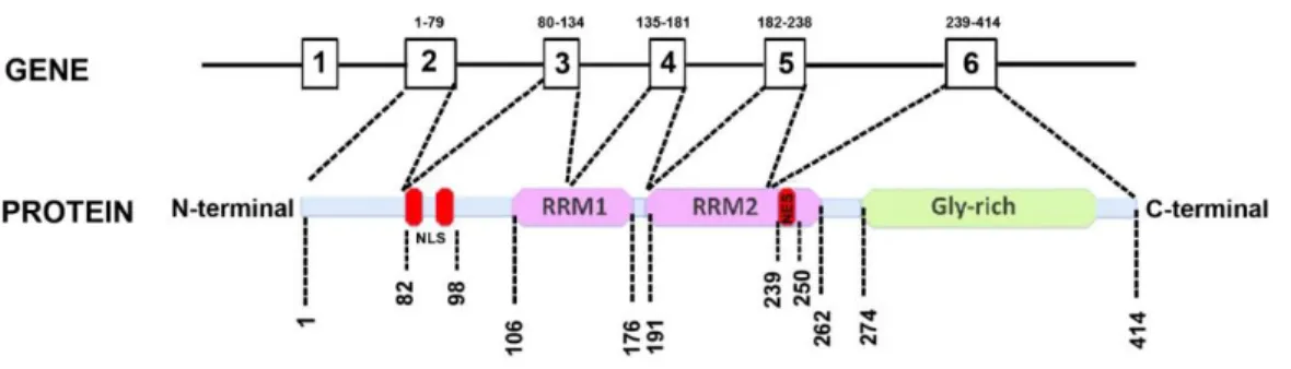 Figure 1.1. The TDP-43 architecture  