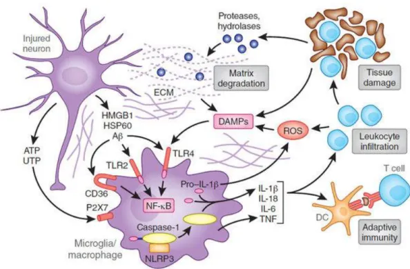 Figure  1.3  Cell  death  and  activation  of  pattern  recognition  receptors  (Iadecola  and  Anrather, 2011)  