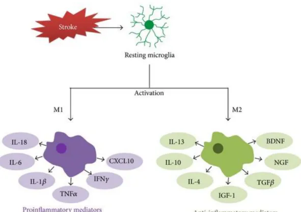 Figure 1.4. Phenotypes and activation of microglia after ischemic stroke 