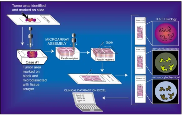 Figure 1.2.  Construction of Tissue microarray  