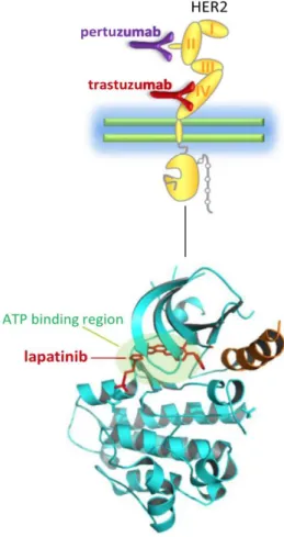 Figure 1.5. Agents that target HER2 receptor.  