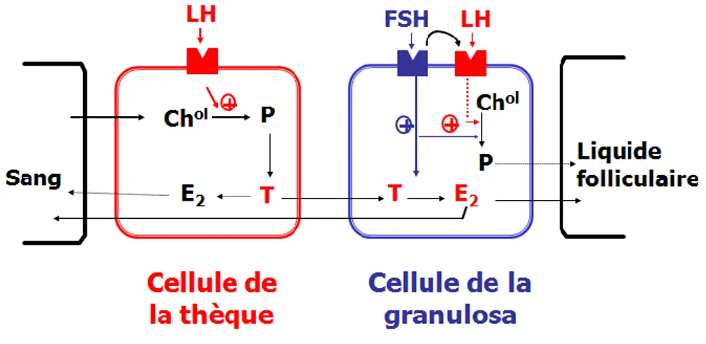 Figure 2 : Représentation schématique du contrôle de la stéroïdogénèse par les hormones hypophysaires  dans le follicule préovulatoire bovin (Ch ol  : cholestérol, E 2  : œstradiol, P : progestérone, T : testostérone) 