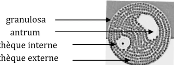 Figure 3 : Représentation schématique d’un follicule primordial 