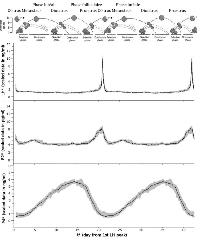 Figure  7 :  Les  vagues  de  croissance  folliculaire  et  évolutions  des  concentrations  de  LH,  œstradiol  et  progestérone au cours du cycle œstral chez la vache (d’après Roche 1996 et Martin 2013)