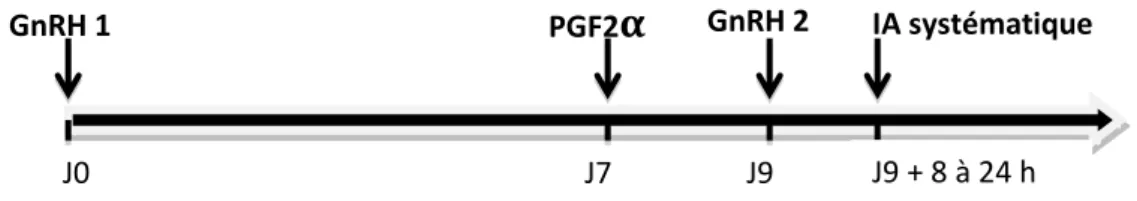 Figure 11 : Représentation schématique du protocole GPG ou Ovsynch