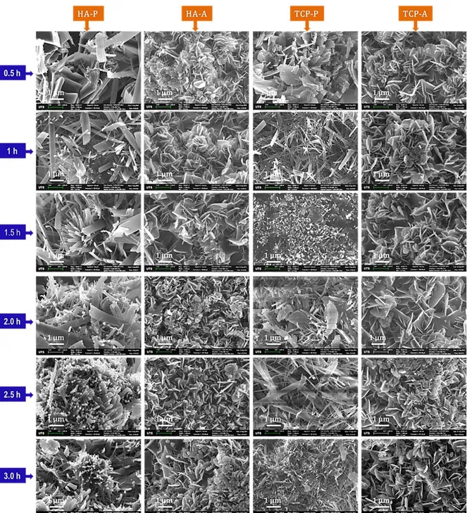 Figure 4: SEM images showing morphology of microstructural evolution in the first 3 hours for all experiments