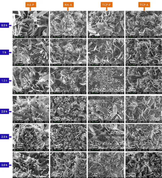 Figure 4: SEM images showing morphology of microstructural evolution in the first 3 hours for all experiments