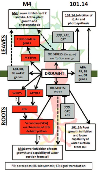 Fig. 7.  Hypothetical model summarizing the events occurring in leaves  and roots of M4 and 101.14 upon WS