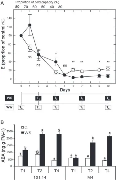 Fig. 1.  (A) Effect of water stress (WS) on leaf transpiration rate (E) of M4  (open circles) and 101.14 (ﬁlled circles) grapevine rootstocks