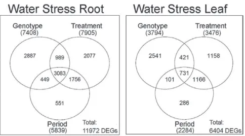 Fig. 2.  Venn diagrams of DEGs resulting from multifactorial analyses conducted on root and leaf tissues under WS treatment, according to a P<0.05