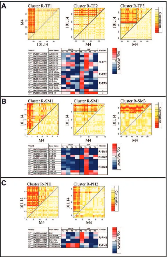 Fig. 4.  Differential cluster analysis (DCA) conducted on transcription factor (A; R–TF), secondary metabolism (B; R–SM), and plant hormone (C; R–PH)  GO categories enriched in root DEGs