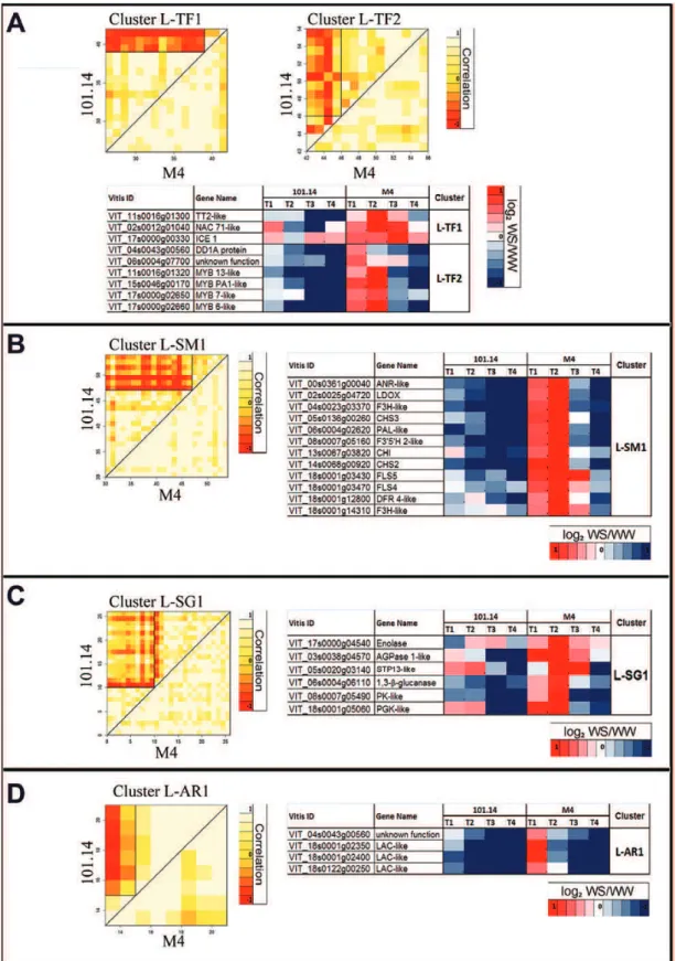 Fig. 5.  Differential cluster analysis (DCA) conducted on sugar (A; L–TF), secondary metabolism (B; L–SM), transcription factor (C; L–SG), and antioxidant  response (D; L–AR) GO categories in leaf DEGs