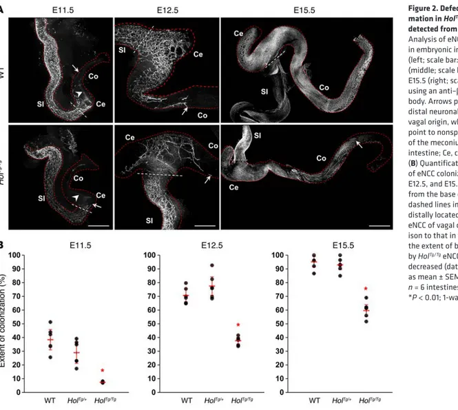 Figure 2. Defective ENS for- for-mation in Hol Tg/Tg  embryos is  detected from E11.5 onward