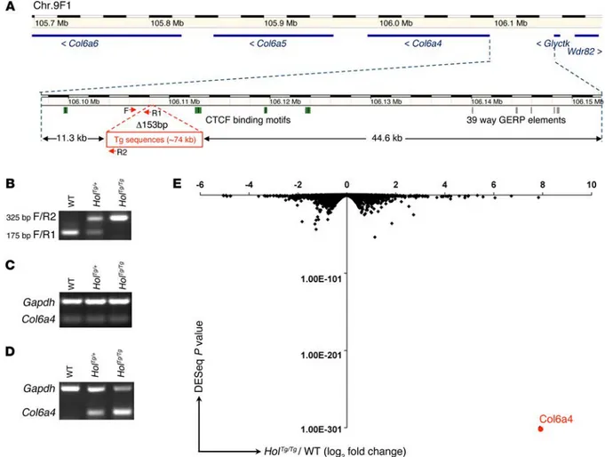 Figure 3. The Holstein transgenic insertion upregulates Col6a4 expression in eNCCs. (A) Schematic representation of the Holstein transgene insertion  site based on whole-genome sequencing data and adapted from the Ensembl website (www.ensembl.org)