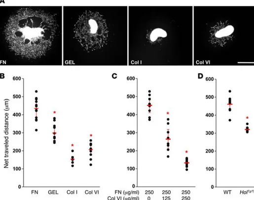 Figure 6. Collagen VI negatively impacts  GDNF-stimulated eNCC migration ex vivo.  (A) Representative low-magnification  views of E12.5 G4-RFP midgut explants  cultured on the indicated coatings for 48  hours in GDNF-supplemented medium
