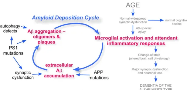 Figure 8. Modèle mécanistique de la maladie d’Alzheimer impliquant l’inflammation soutenue et les  peptides Aβ.