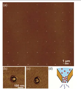 Fig.  3  (a)  AFM  image  of  an  array  of  56  spots  obtained  with  a  NADIS  tips  with  a  diameter of 130 nm; (b) AFM phase image of a spot with individual NP; (c) Same  on a pair of NP