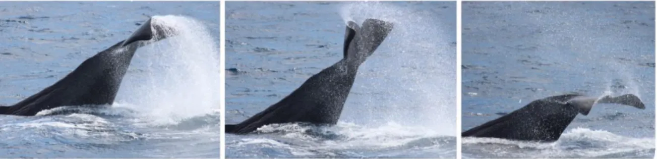 Fig. 4 : Séquence d’un frappement de queue observé en juin 2014 dans le détroit de  Gibraltar (Credit: foundation for information and research on marine mammals [en 