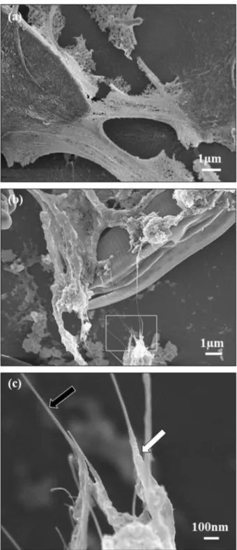 Fig. 5 – Scanning electron microscopy observations of (a) the control biofilm and (b) the biofilm exposed to 10 mg L 1 of double-walled carbon nanotubes (DWCNTs)