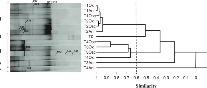Fig. 7 Cluster analysis of DGGE profiles of active bacterial communities in permanent oxic (Ox), permanent anoxic (anoxic), and in oscillating oxic-anoxic (Osc) samples for sampling times T0 (initial sampling), T1