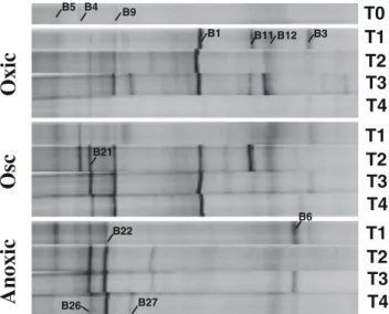 Fig. 5 DGGE patterns of bacterial communities in permanent oxic (Oxic), permanent anoxic (Anoxic), and in oscillating oxic-anoxic (Osc) samples for sampling times T0 (initial sampling), T1 (15 days), T2 (30 days), T3 (45 days), and T4 (60 days)