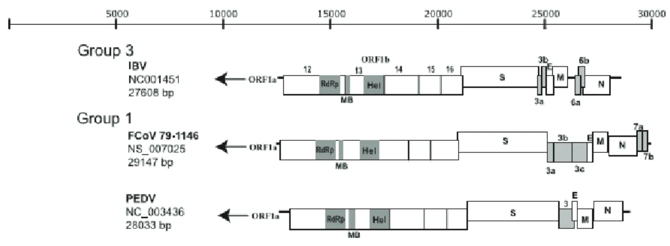 Figure 2 : Organisation génomique des  coronavirus (d’après Dong et al, [13]) 