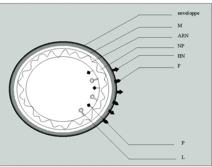 Figure 3 : Représentation schématique des paramyxovirus (d’après Anne Decoster [23])