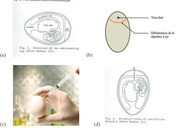 Figure 11 : (a) : localisation du liquide allantoïque cible ;  (b) : représentation du trou foré  au niveau de l’œuf ; (c) : injection du virus dans l’œuf ; (d) : représentation de l’aiguille  atteignant l’intérieur du sac allantoïque (d’après Dufour-Zaval