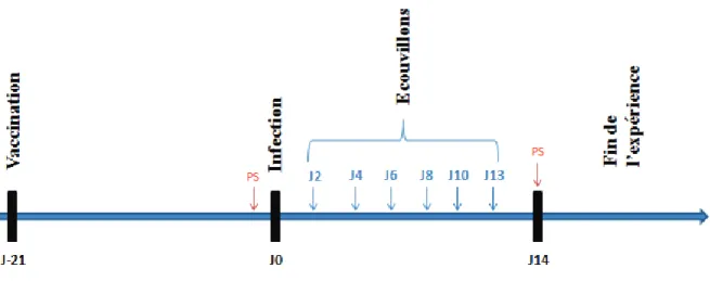 Figure 13 : Schéma expérimental 