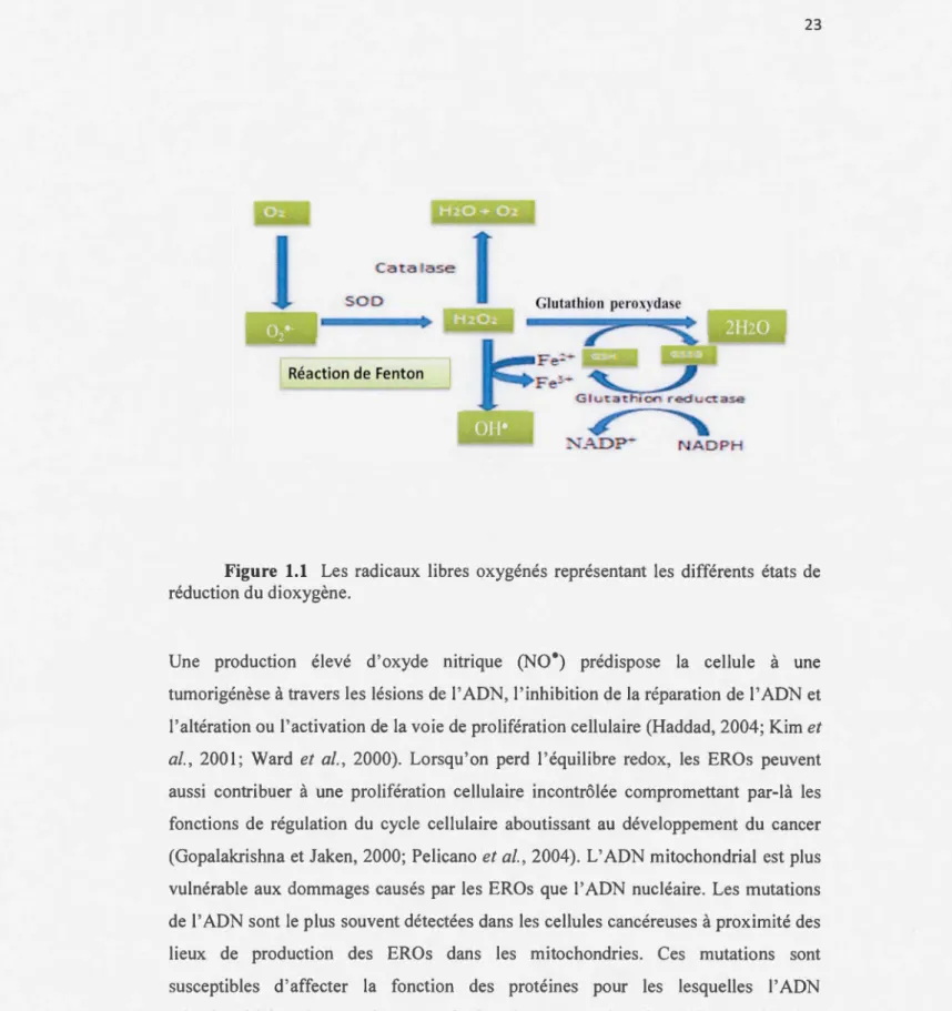 Figure  1.1  Les  rad icaux  libres  oxygénés  représentant  les  diffé rents  états  de  rédu ction du di oxygène
