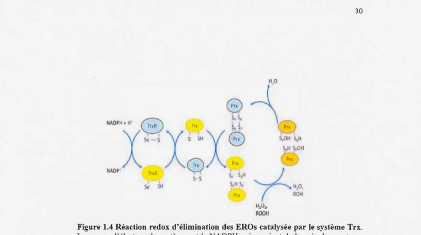 Figure 1.4 Réaction  redox d ' élimination  des  EROs  catalys ée  par le  système Trx