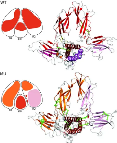 Fig. 4. Comparison between Communication blocks of GH-GHR in WT and MU (R183H).