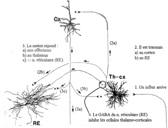 Figure 1 Boucle de rétroaction thalamo-corticale  ,  3. Le cortex répond :  a)  aux effecteurs  b)  au  thalamus  c)  au  11