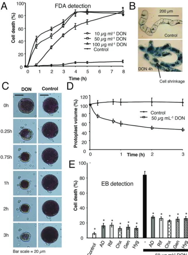 Fig. 1. DON-induced cell death in BY2 tobacco suspension culture. (A) Dose- and time- dependent development of DON-induced cell death in BY2 tobacco cells detected by the FDA technique