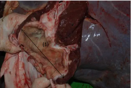 Figure 22 : foie, face viscérale ; 1 = abcès enchâssé dans le parenchyme hépatique, à proximité de la veine cave caudale 