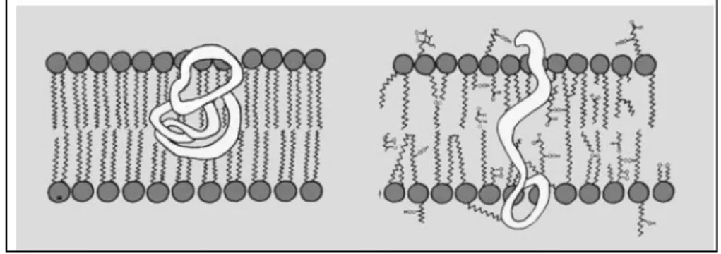 Figure 17 : Déstructuration de la membrane plasmique suite à la peroxydation des  phospholipides membranaires par l’ozone (Iriti &amp; Faoro, 2008) 