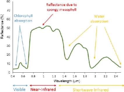 Figure 2: Réflectance de la végétation dans les bandes spectrales entre 0.4 et 2.4 µm